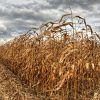 Miamisburg Ohio corn field by Dan Cleary