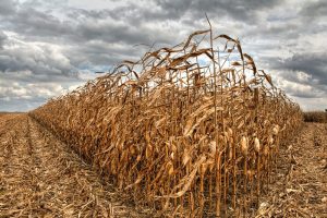 Miamisburg Ohio corn field by Dan Cleary