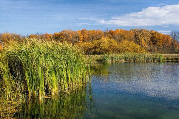 lake and fall trees by Dan Cleary