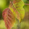 two leaves on a tree by Dan Cleary