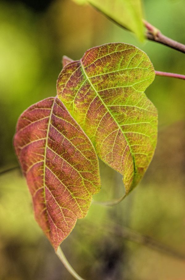 two leaves on a tree by Dan Cleary