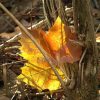 backlite leaf in woods by Dan Cleary