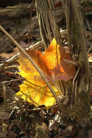 backlite leaf in woods by Dan Cleary