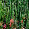 green grass with dry leaves by Dan Cleary