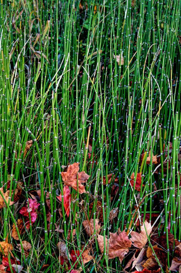 green grass with dry leaves by Dan Cleary