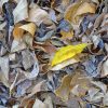 Yellow leaf by Dan Cleary