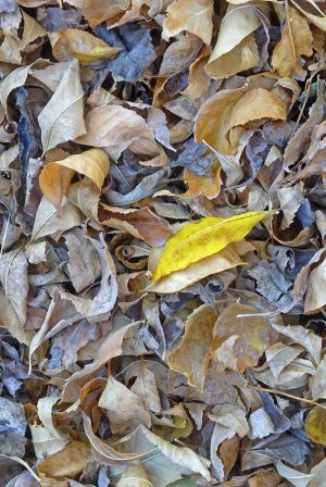 Yellow leaf by Dan Cleary