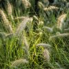 summer grasses by Dan Cleary