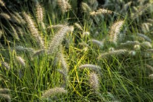 summer grasses by Dan Cleary