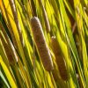 reeds close to lake by Dan Cleary