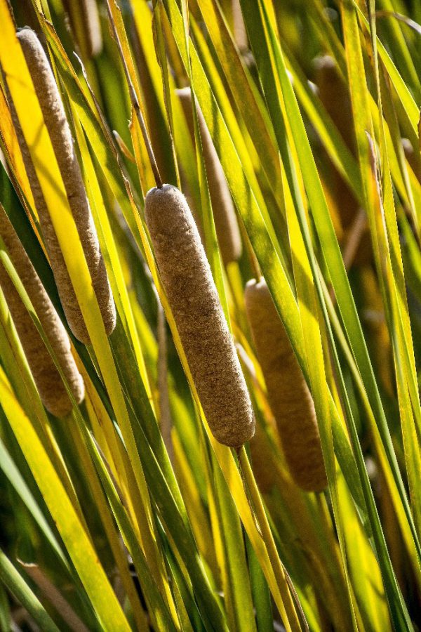 reeds close to lake by Dan Cleary