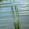 grass growing out of water by Dan Cleary
