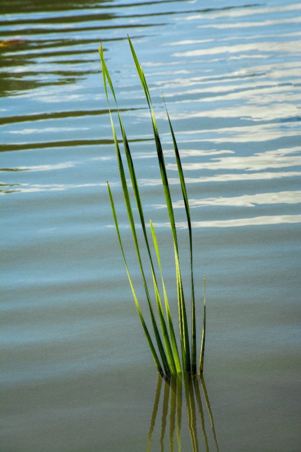 grass growing out of water by Dan Cleary