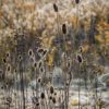 fall dry grasses by Dan Cleary