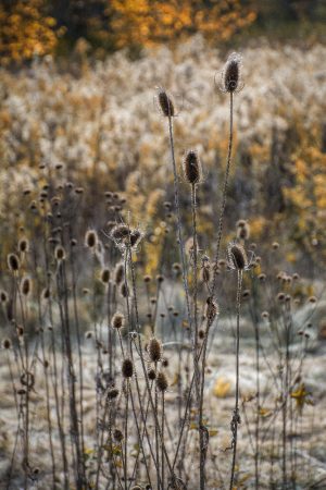 fall dry grasses by Dan Cleary