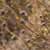 closeup of fall dry grasses by Dan Cleary