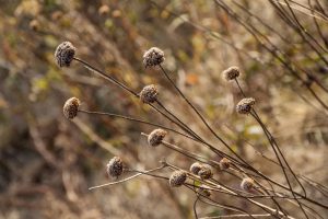 closeup of fall dry grasses by Dan Cleary