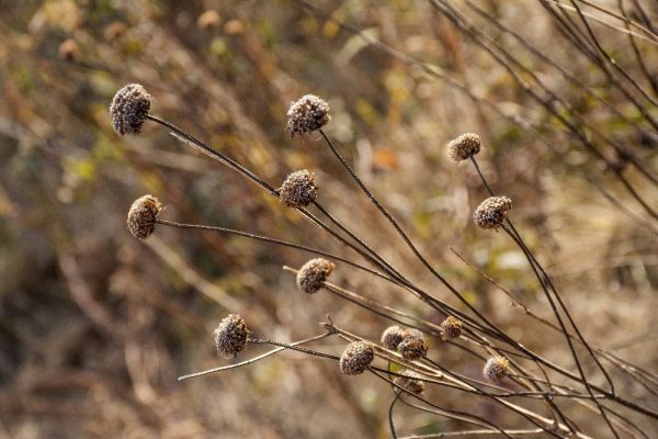 closeup of fall dry grasses by Dan Cleary