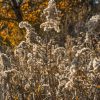 Fall dry grasses by Dan Cleary