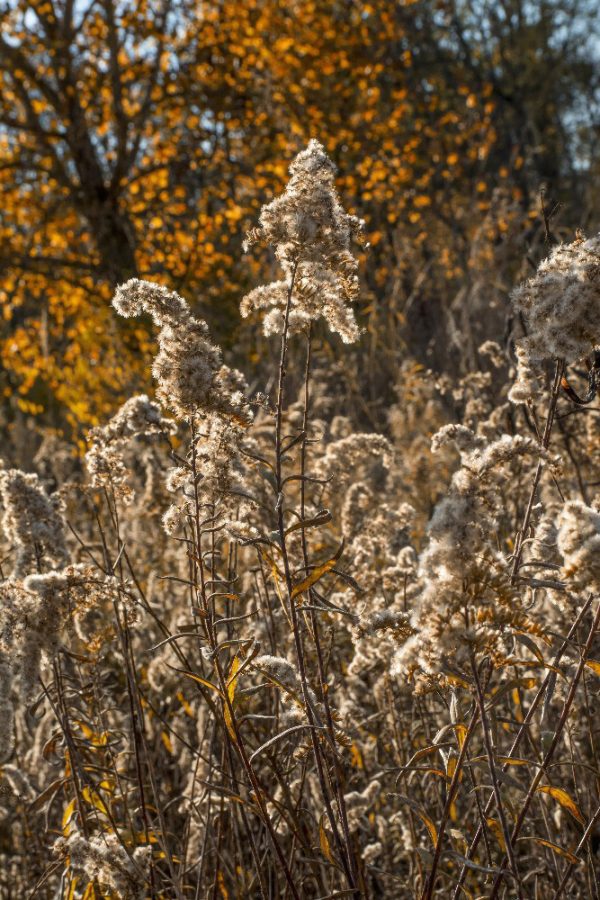 Fall dry grasses by Dan Cleary