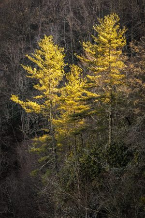 Red River Gorge, WV trees at fall by Dan Cleary of Cleary Creative Photography in Dayton Ohio