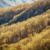 Great Smokey Mountains at fall by Dan Cleary in Dayton Ohio