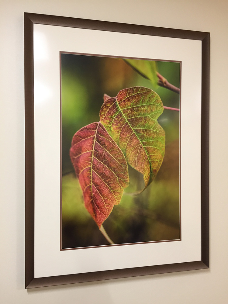 photograph of fall leaves on display at hospital by Dan Cleary of Cleary Creative Photography in Dayton Ohio