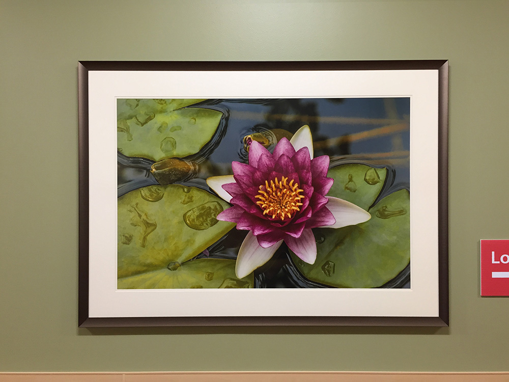 photograph of water lilly on display at hospital by Dan Cleary of Cleary Creative Photography in Dayton Ohio