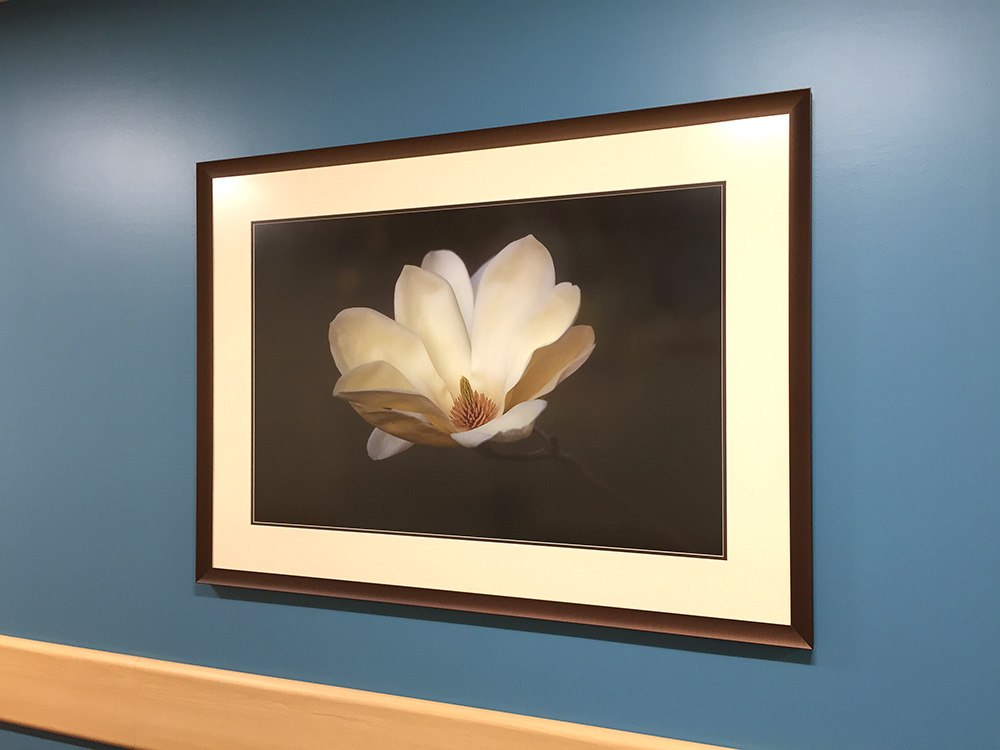 photograph of white magnolia blossom on display at hospital by Dan Cleary of Cleary Creative Photography in Dayton Ohio