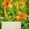 Orange Day Lilies with note card by Dan Cleary in Dayton Ohio
