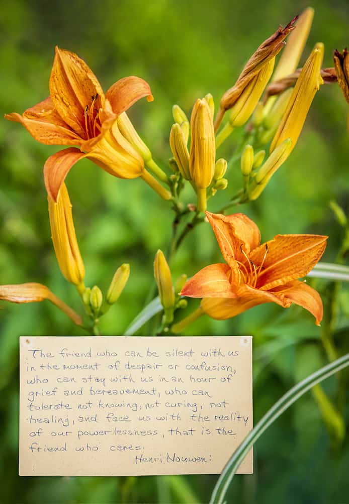 Orange Day Lilies with note card by Dan Cleary in Dayton Ohio