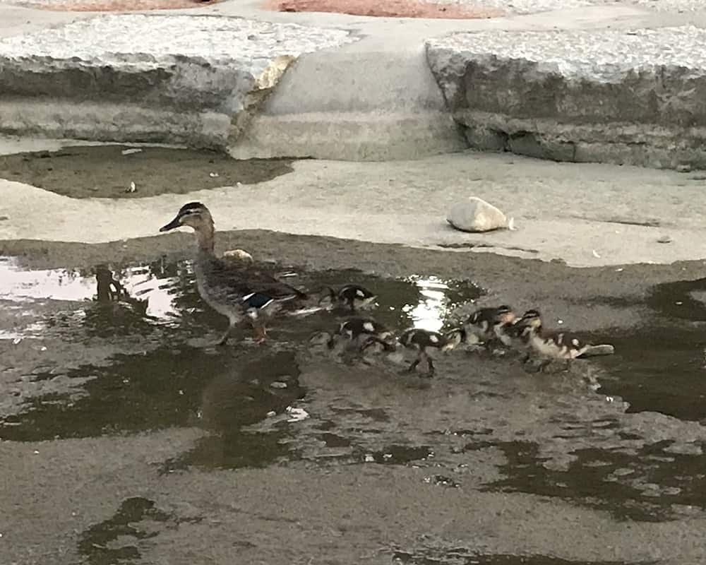 Ducks in downtown Dayton by Dan Cleary of Cleary Creative Photography