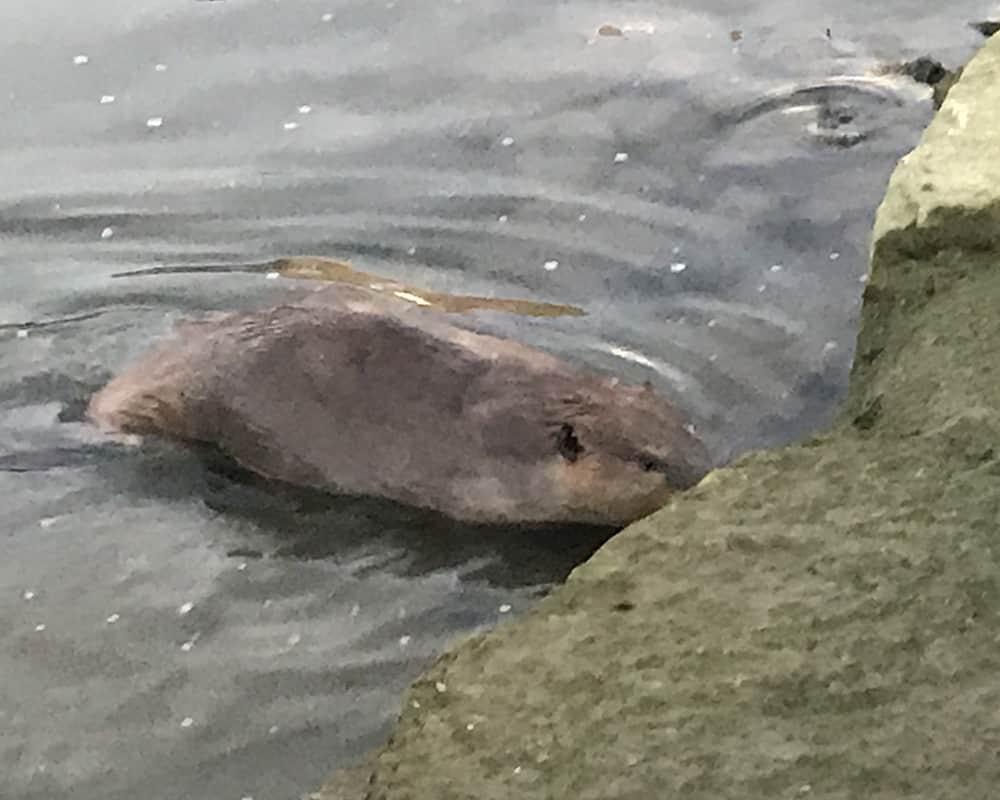 beaver in Daowtown Dayton by Dan Cleary of Cleary Creative Photography