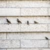 Birds On Courthouse Square by Dan Cleary
