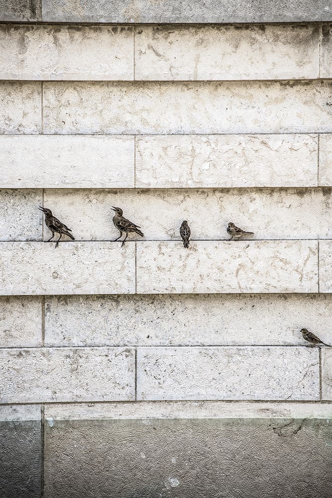 Birds On Courthouse Square by Dan Cleary