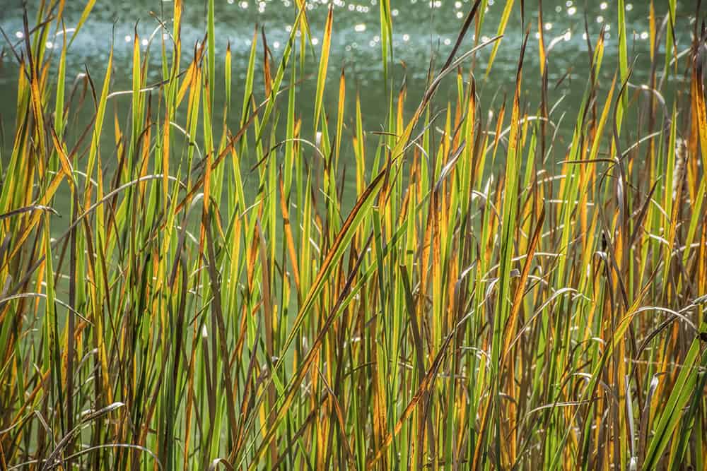 Grasses By The River by Dan Cleary