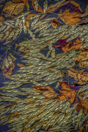 Autumn Leaves Fine Art Nature Photograph by Dan Cleary
